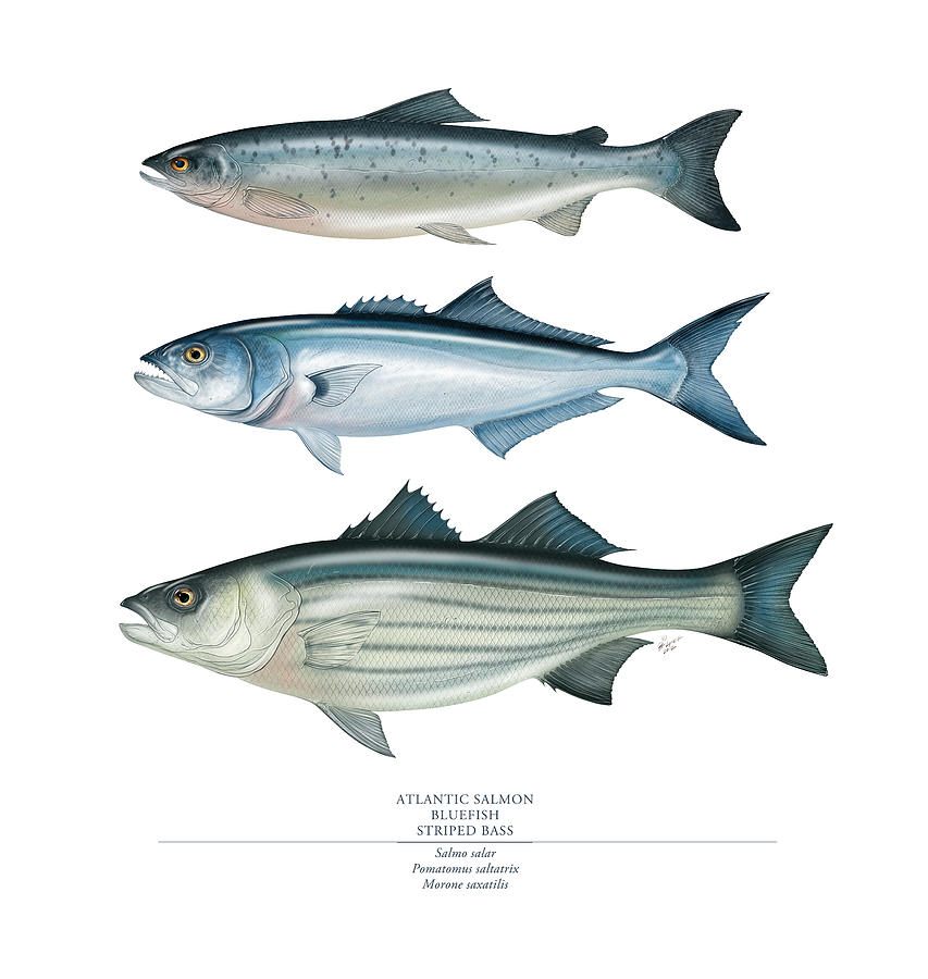 Atlantic Salmon, Bluefish, Striped Bass Painting by Patrick Lynch ...