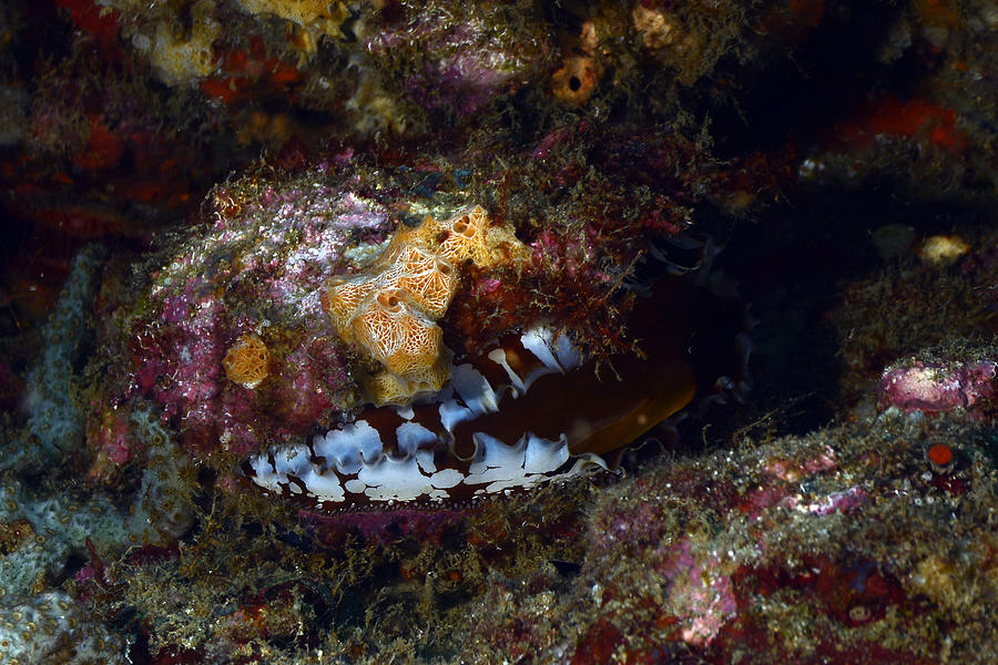 Atlantic Thorny-Oyster. #1 Photograph by Humberto Ramirez Atlantic Thorny-Oyster. #1 Photograph by Humberto Ramirez