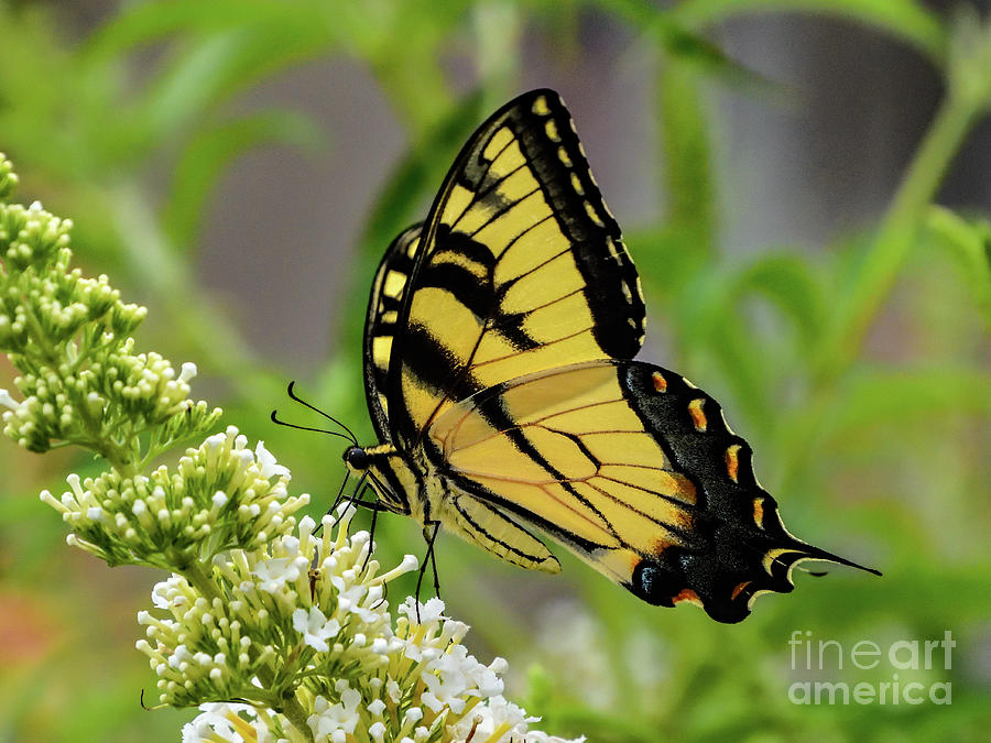 Attractive Eastern Tiger Swallowtail Photograph