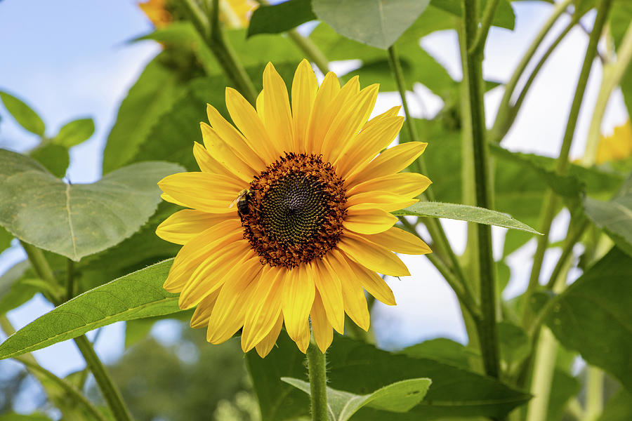 August Sunflower #1 Photograph by Jeff Severson