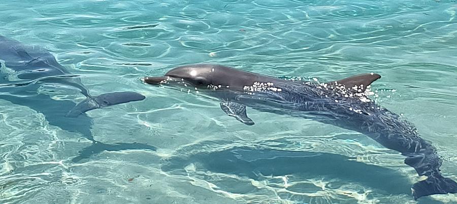 Australia - Bottlenose Dolphin Photograph by Jeffrey Shaw - Pixels