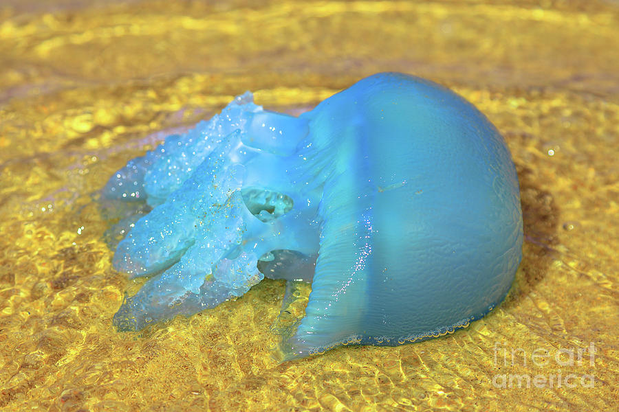 Australian blue jellyfish #1 Photograph by Benny Marty