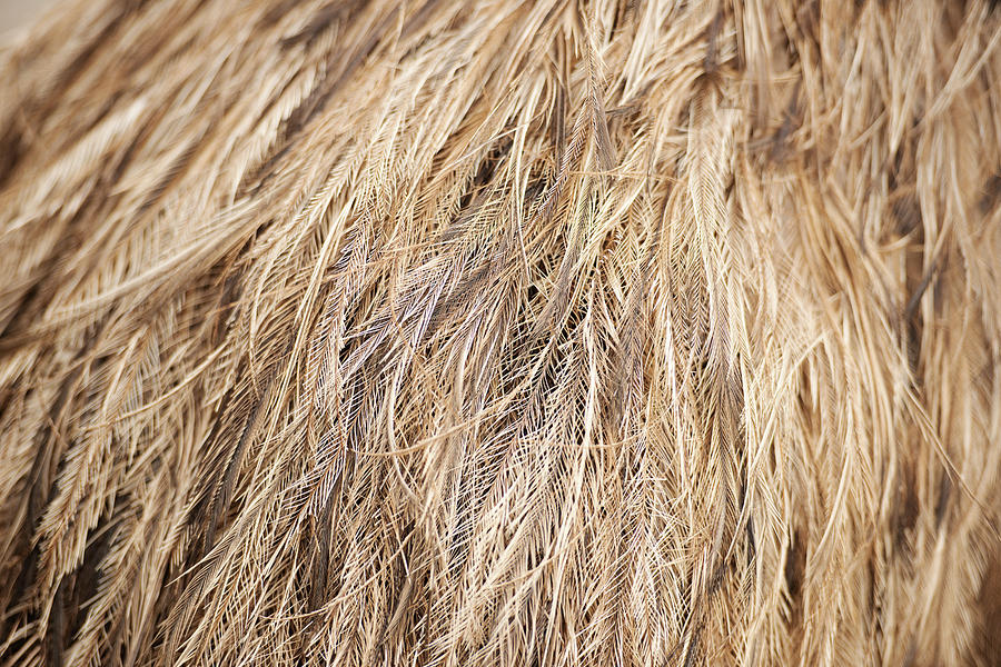 Australian Emu feathers Photograph by Rob Downer - Pixels