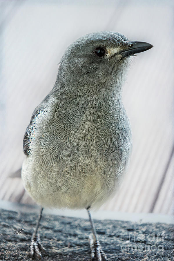 Australian Grey Shrike Thrush #1 Photograph by Elaine Teague