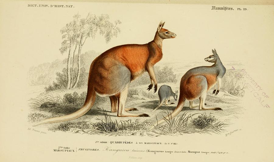 Australian Kangaroo Mixed Media by Australian Native Animals