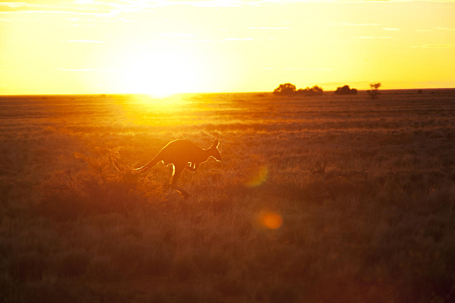 Australian kangaroo #1 Photograph by David Trood