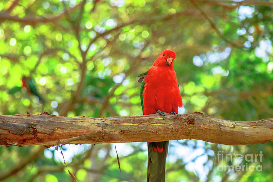 Australian King Parrot on a tree #1 Photograph by Benny Marty