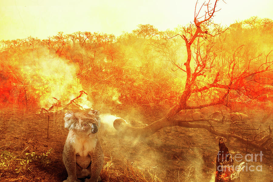 Australian koala wildlife in the fire #1 Photograph by Benny Marty