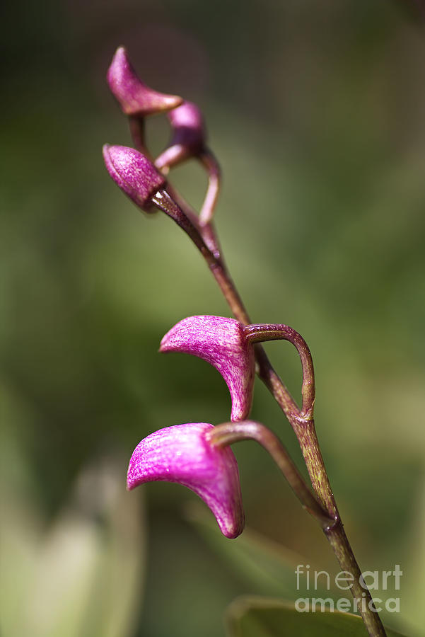 Orchid Photograph - Australias Native Orchid Small Pink by Joy Watson