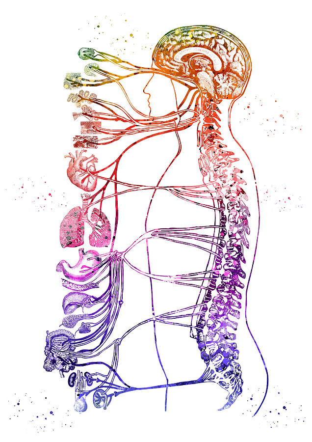 Autonomic Nervous System Digital Art by Erzebet S - Fine Art America