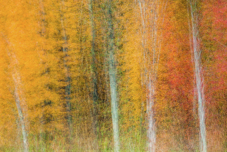 Autumn Abstract #1 Photograph by David Simchock