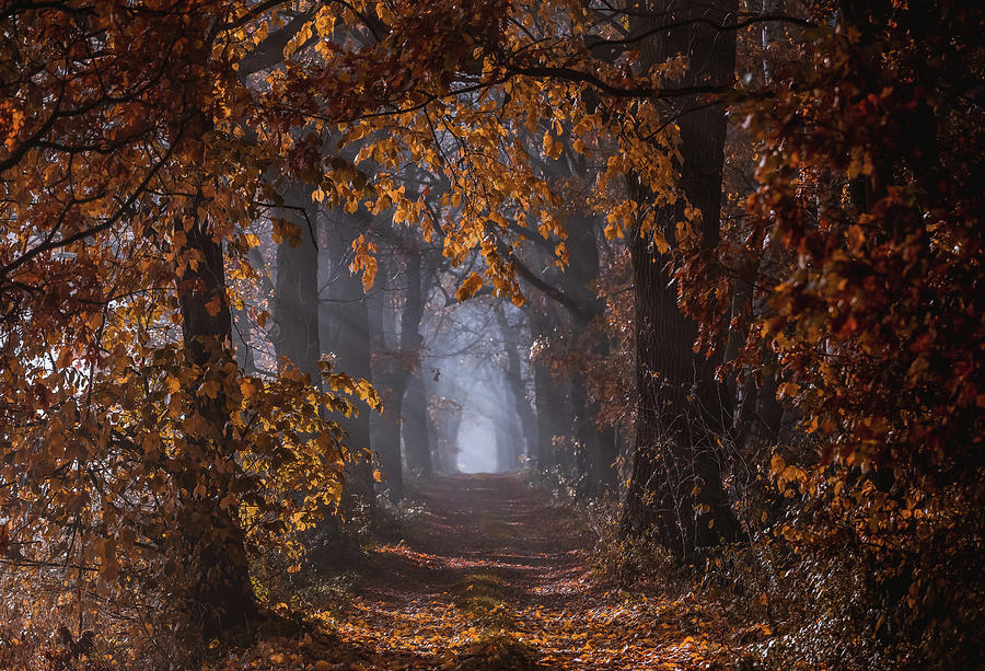 Autumn alley Photograph by Katarzyna Pietraszko | Fine Art America