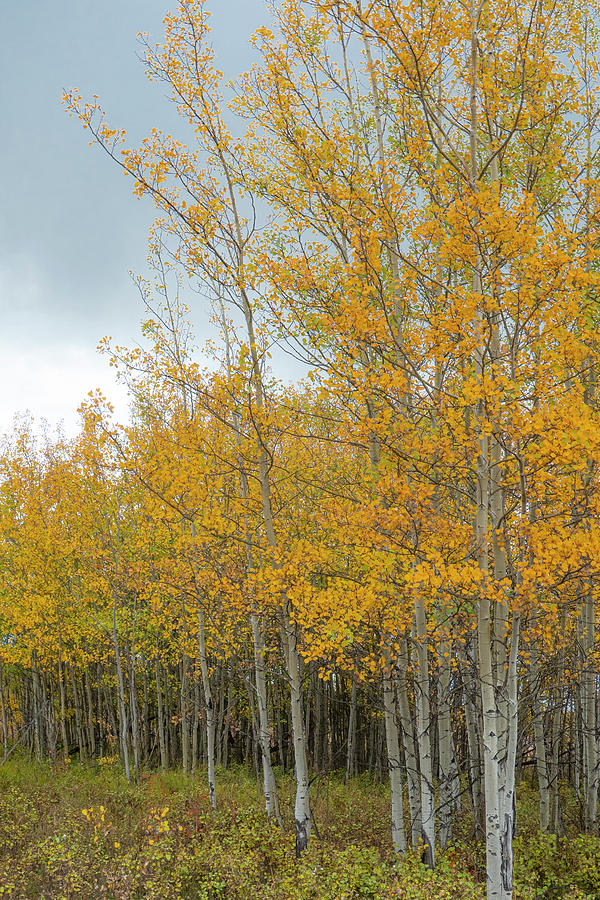 Tree Photograph - Autumn Aspen Trees #1 by Phil And Karen Rispin