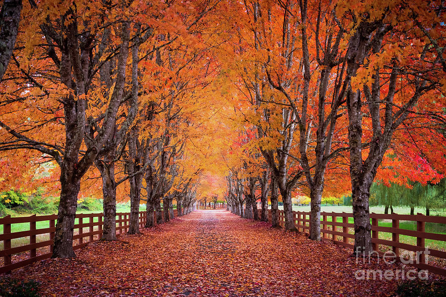 Autumn Avenue #1 Photograph by Inge Johnsson