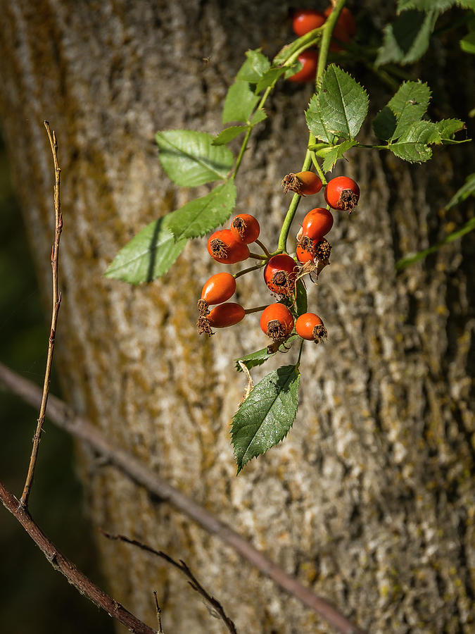 Autumn Berries #1 Photograph by Mark Mille