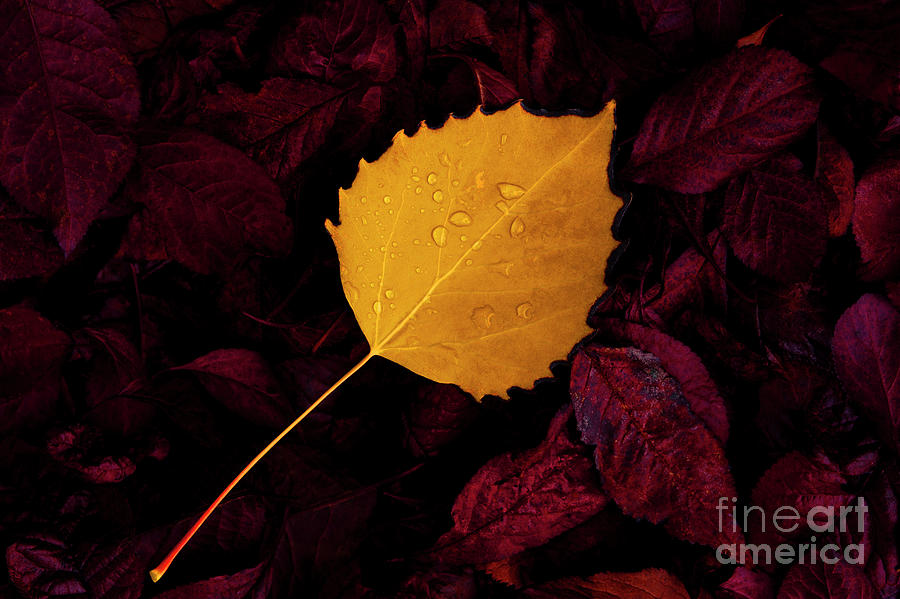 Autumn Birch Leaf On Forest Floor  #1 Photograph by Jim Corwin
