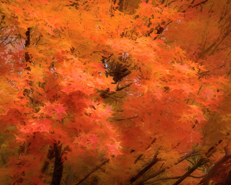 Autumn Blaze #1 Photograph by Ann Powell