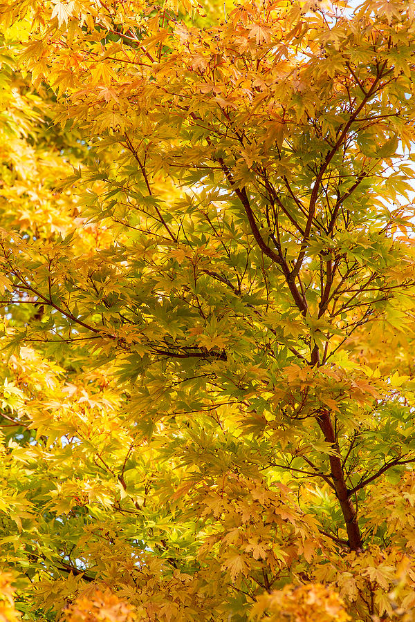 Autumn #1 Photograph by Bob Cournoyer