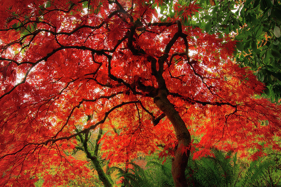 Autumn Brilliance #1 Photograph by Don Schwartz