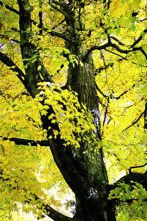 Autumn Color 2 #1 Photograph by Alan Hausenflock