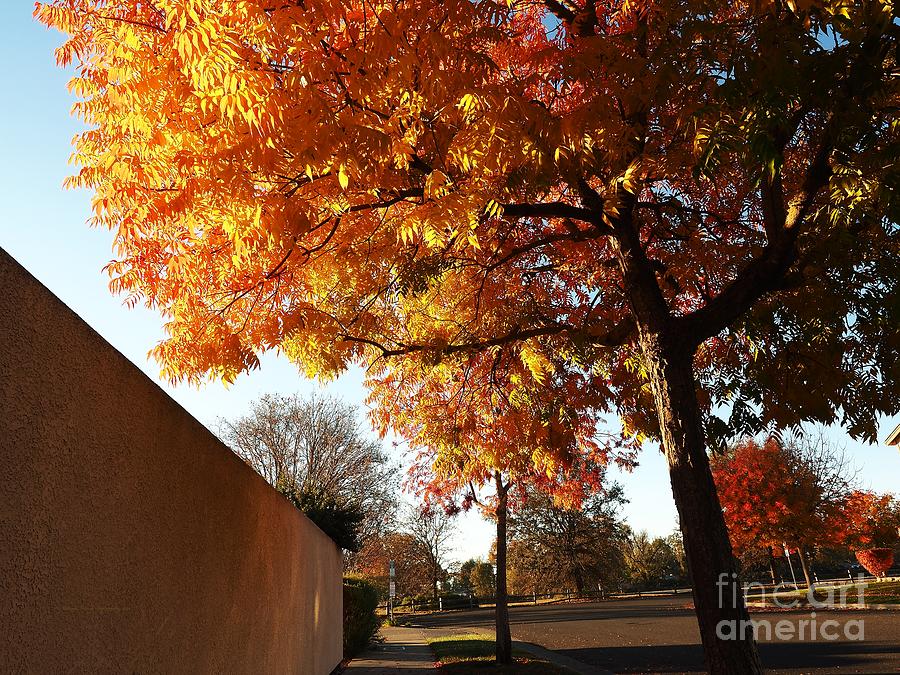Autumn Color Explosion #1 Photograph by Richard Thomas