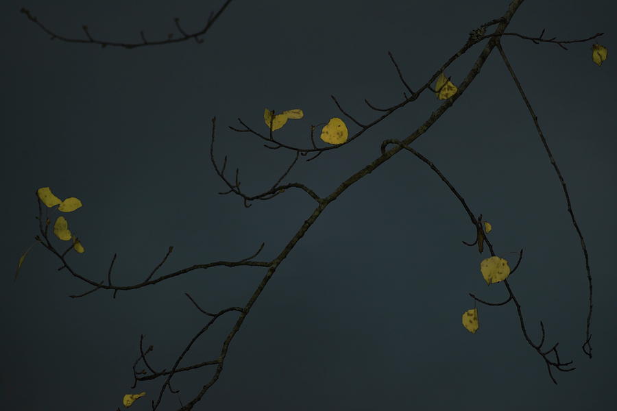 Autumn colored birch leaves seen against the darkening sky at dusk #1 Photograph by Ulrich Kunst And Bettina Scheidulin