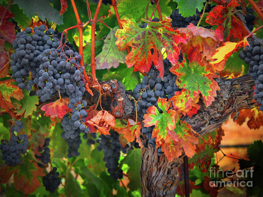 Autumn Colored Wine Vineyard With Grapes #2 Photograph by Stephanie Laird