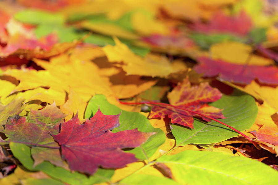 Autumn Colorful Leaves Background #1 Photograph by Mikhail Kokhanchikov