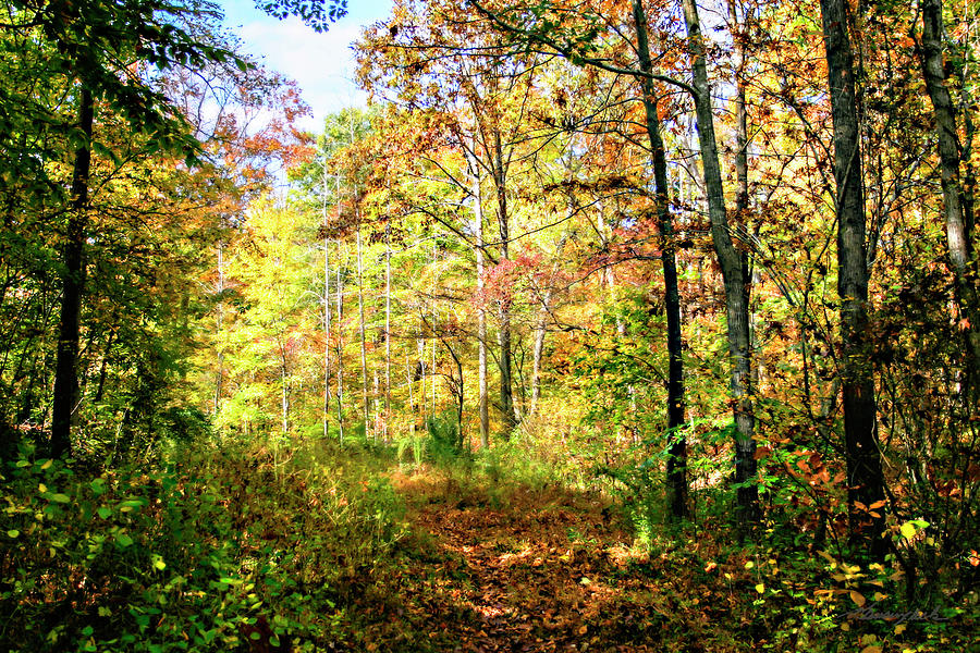 Autumn Colors #1 Photograph by Alan Hausenflock