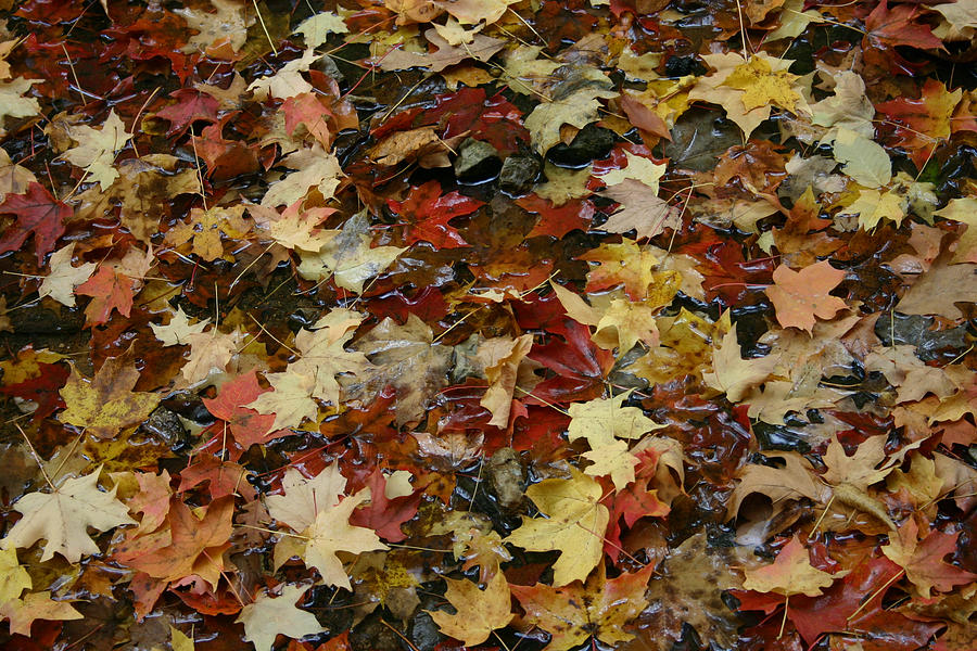 Autumn Colors #1 Photograph by Photo by Paula Guttilla