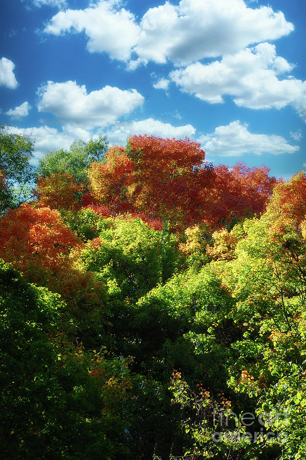 Autumn Colours Photograph