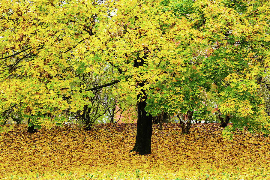 Autumn colours Photograph by Ian Middleton