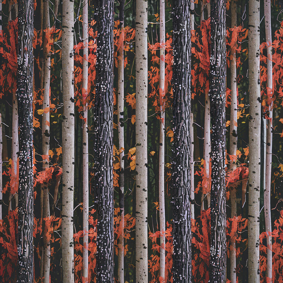 Autumn Comes To The Forest #1 Photograph by James DeFazio