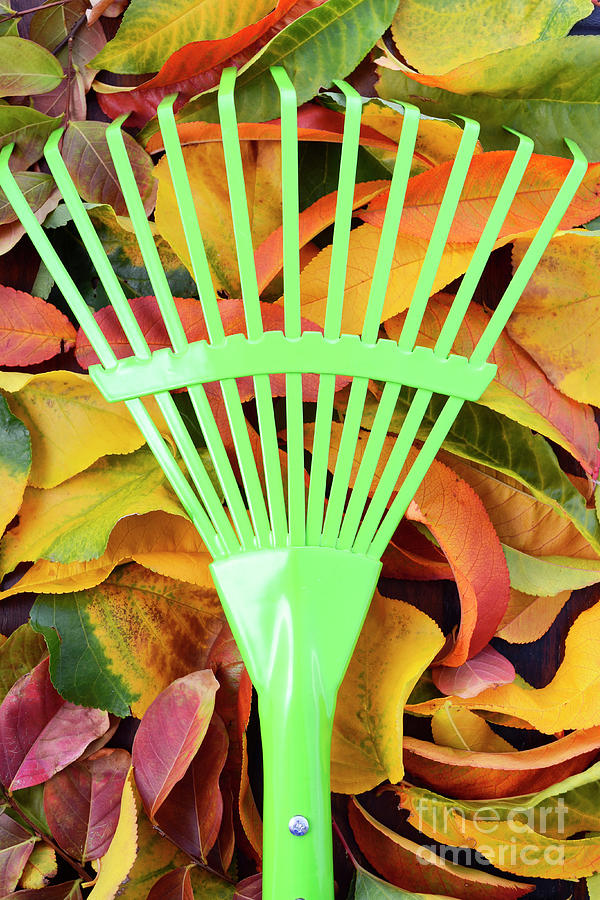 Autumn Fall Background with Green Rake.  #1 Photograph by Milleflore Images