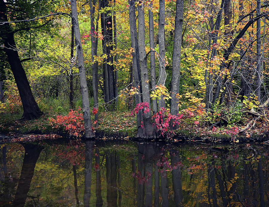 Autumn Flow 48 Photograph by Cyryn Fyrcyd