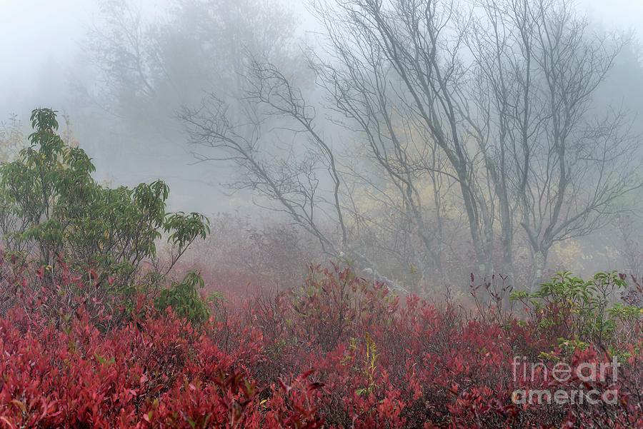Autumn Fog Dolly Sods Wilderness #1 Photograph by Thomas R Fletcher