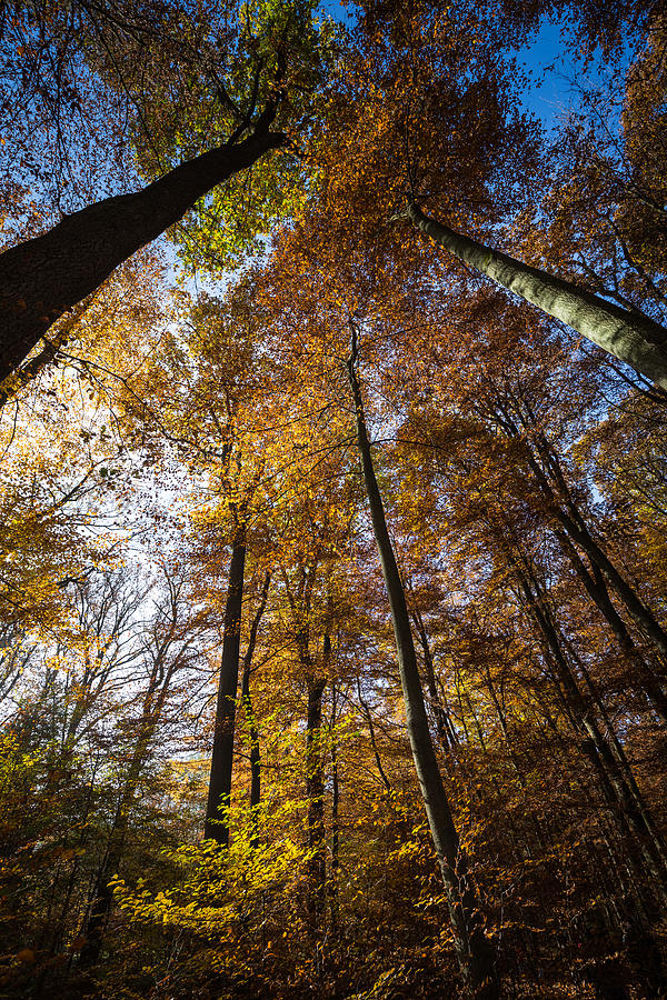 Autumn Forest #2 Photograph by Eva Lechner