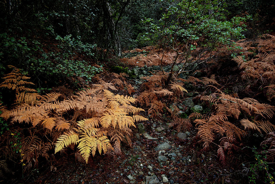 Autumn forest Landscape  #1 Photograph by Michalakis Ppalis