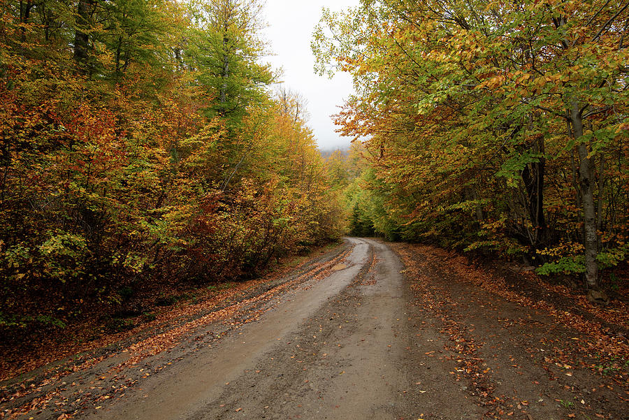 Autumn forest road. View of autumn forest road with fallen leaves Fall season scenery. #1 Photograph by Michalakis Ppalis