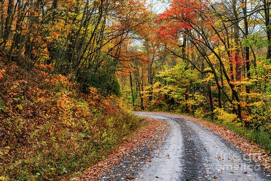Autumn Forest Service Road #1 Photograph by Thomas R Fletcher