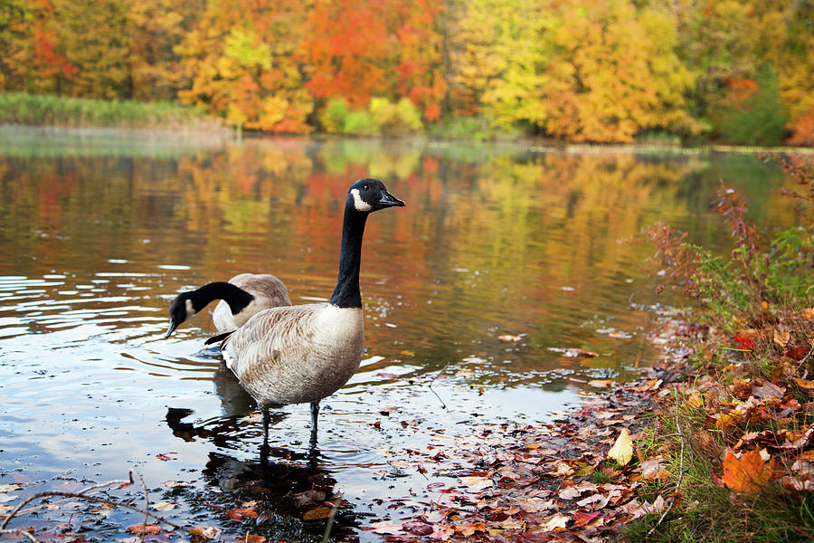 Autumn Geese #1 Photograph by Karol Livote