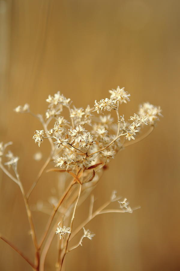 Autumn Gold #1 Photograph by Lens Art Photography By Larry Trager