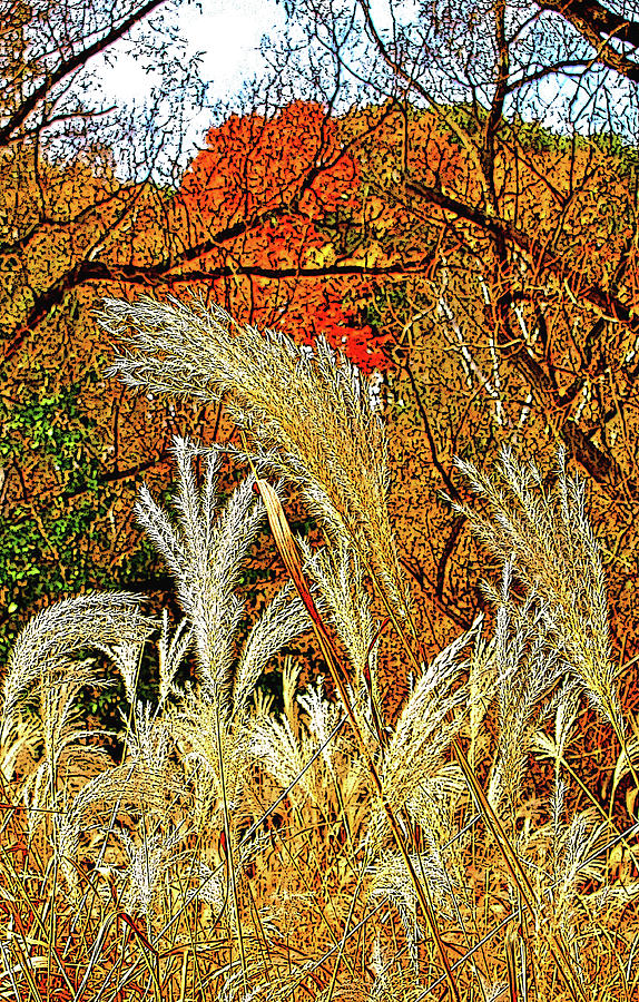 Autumn Grasses #1 Photograph by Ian MacDonald