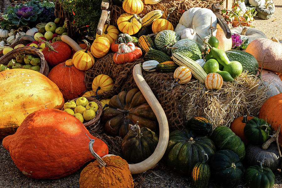Autumn Harvest at Wisley  #1 Photograph by Shirley Mitchell