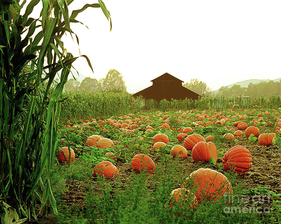 Autumn Harvest #2 Photograph by Don Schimmel