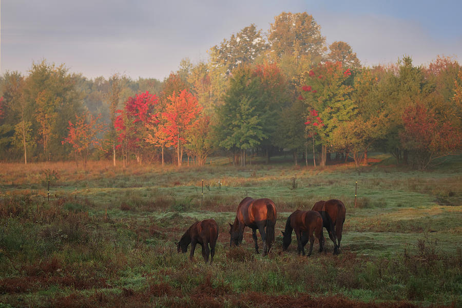Autumn Horse #1 Photograph by Brook Burling