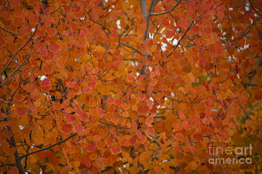 Autumn in Arizona #1 Digital Art by Tammy Keyes
