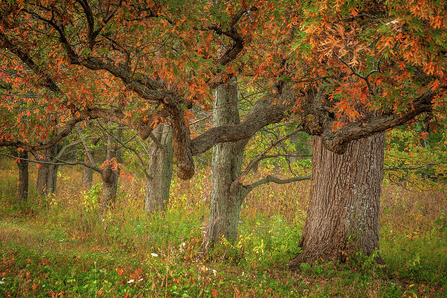 Autumn in the Woods #1 Photograph by Andrew Soundarajan