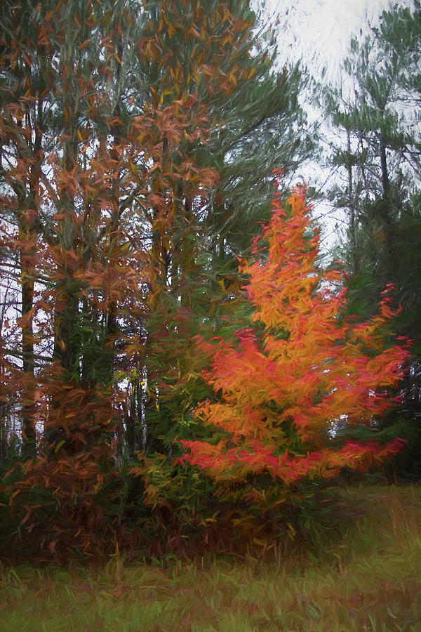 Autumn Joy #1 Photograph by Kathy Clark