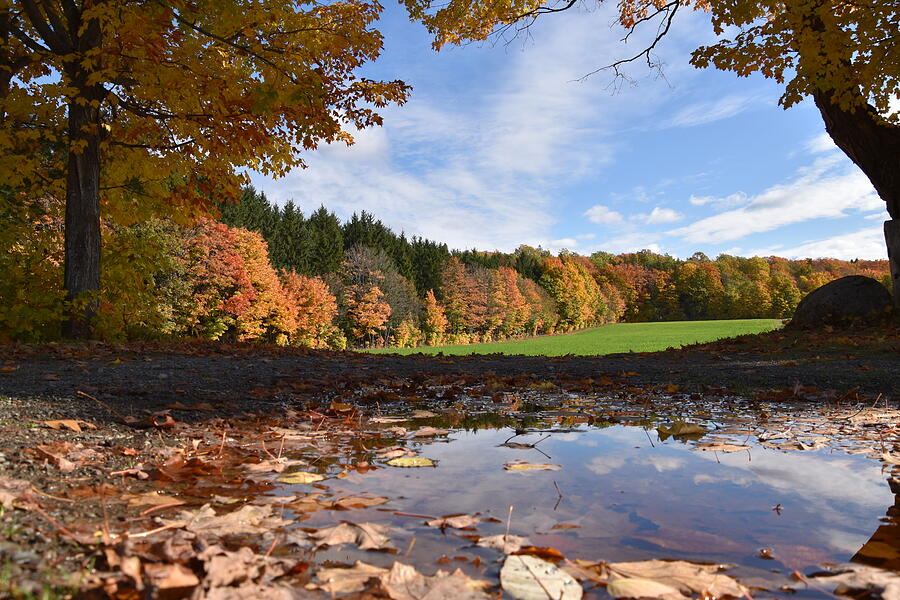 Tree Photograph - Autumn Landscape #1 by Claude Laprise